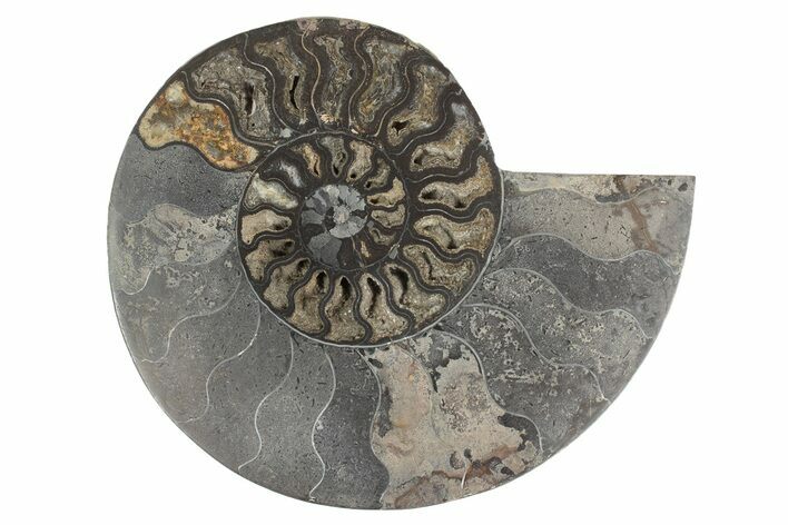 Cut & Polished Ammonite Fossil (Half) - Unusual Black Color #244963